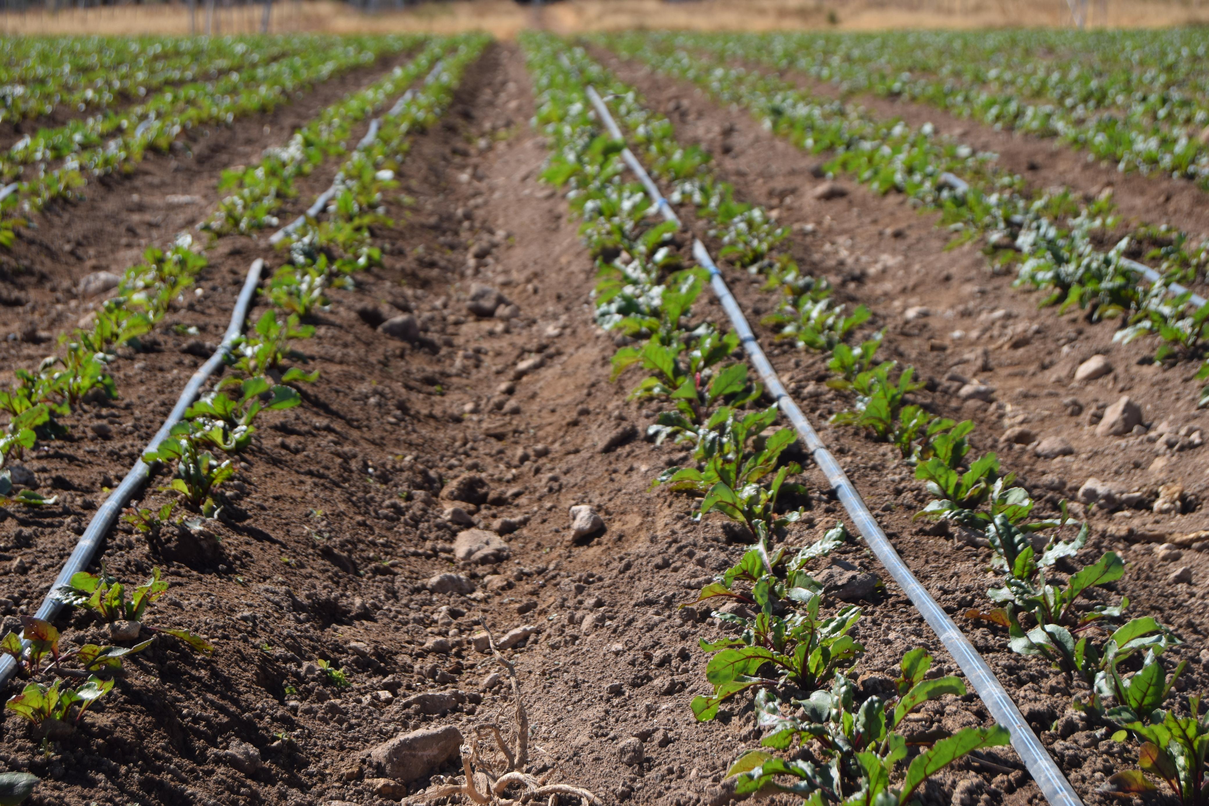 Irrigated specialty pepper fields